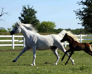 Preview wallpaper horse, stallion, gallop