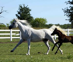 Preview wallpaper horse, stallion, gallop