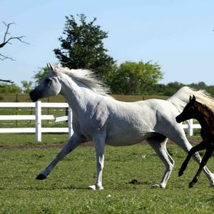 Preview wallpaper horse, stallion, gallop