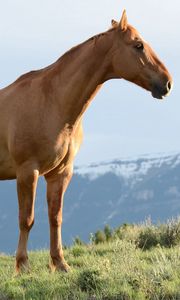 Preview wallpaper horse, stallion, grass, wind, mountains