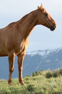 Preview wallpaper horse, stallion, grass, wind, mountains