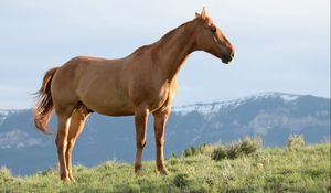 Preview wallpaper horse, stallion, grass, wind, mountains