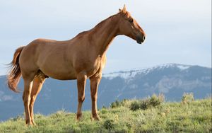 Preview wallpaper horse, stallion, grass, wind, mountains