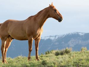 Preview wallpaper horse, stallion, grass, wind, mountains