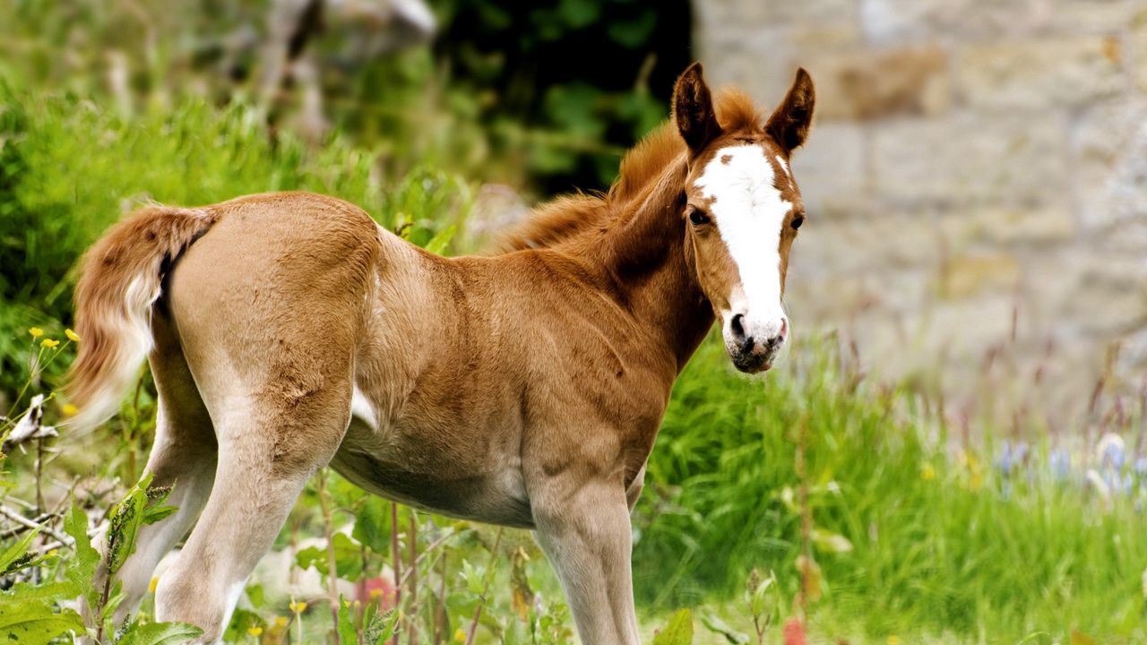 Wallpaper horse, stallion, grass, cub