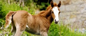 Preview wallpaper horse, stallion, grass, cub