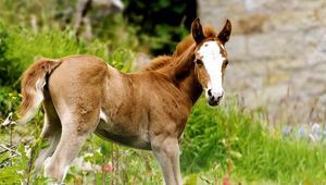 Preview wallpaper horse, stallion, grass, cub