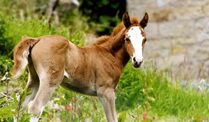 Preview wallpaper horse, stallion, grass, cub