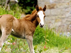 Preview wallpaper horse, stallion, grass, cub