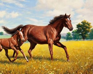 Preview wallpaper horse, stallion, grass, meadow, running