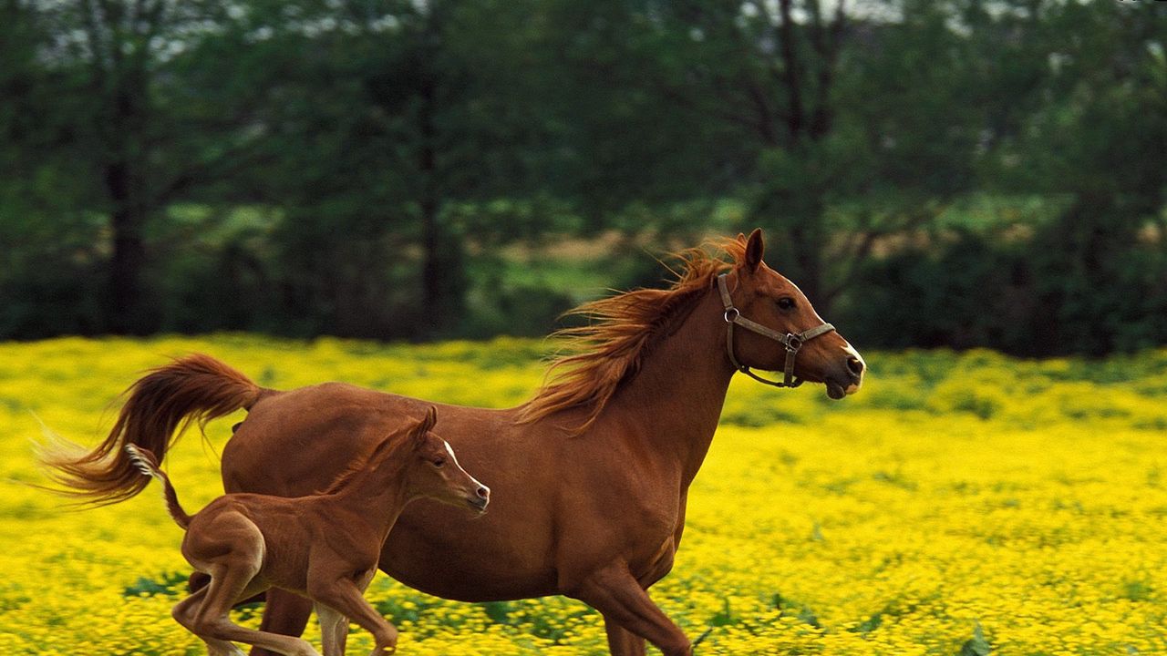 Wallpaper horse, stallion, grass, jump