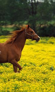 Preview wallpaper horse, stallion, grass, jump