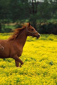Preview wallpaper horse, stallion, grass, jump