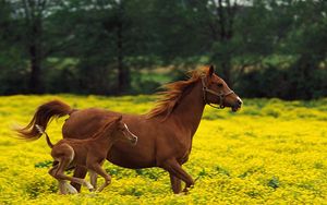 Preview wallpaper horse, stallion, grass, jump