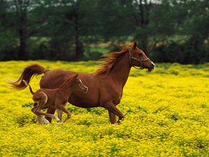 Preview wallpaper horse, stallion, grass, jump