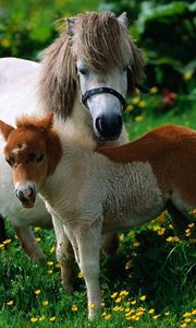 Preview wallpaper horse, stallion, grass, flowers, walk, family