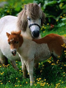 Preview wallpaper horse, stallion, grass, flowers, walk, family