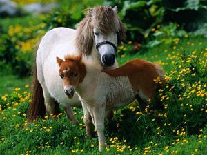 Preview wallpaper horse, stallion, grass, flowers, walk, family