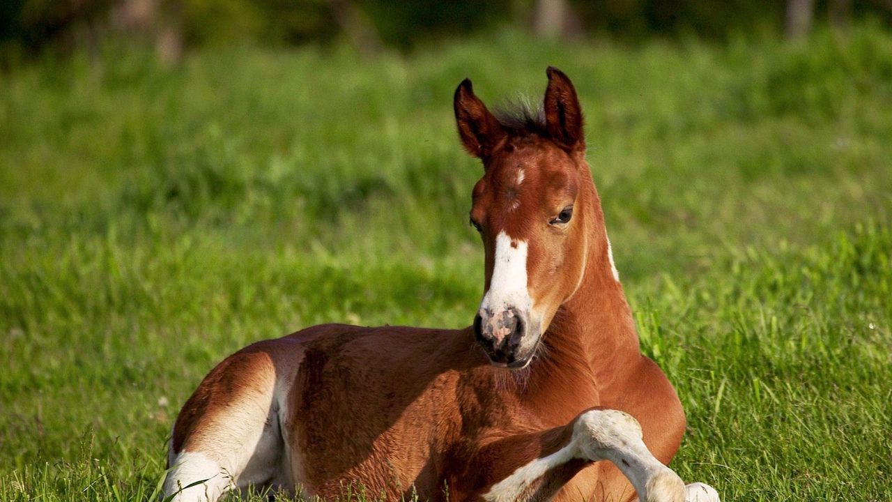 Wallpaper horse, stallion, grass, lie