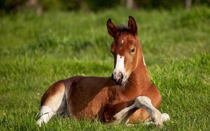 Preview wallpaper horse, stallion, grass, lie