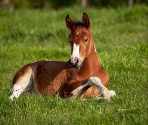 Preview wallpaper horse, stallion, grass, lie