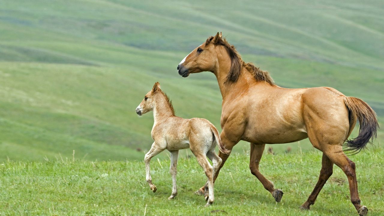 Wallpaper horse, stallion, herbs, couple, walking, family