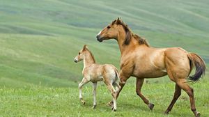 Preview wallpaper horse, stallion, herbs, couple, walking, family
