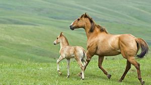 Preview wallpaper horse, stallion, herbs, couple, walking, family