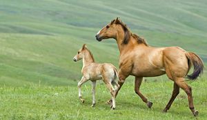 Preview wallpaper horse, stallion, herbs, couple, walking, family