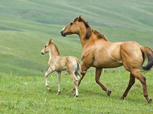 Preview wallpaper horse, stallion, herbs, couple, walking, family