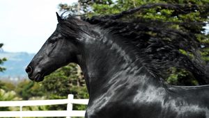 Preview wallpaper horse, stallion, mane