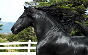 Preview wallpaper horse, stallion, mane