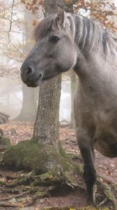 Preview wallpaper horse, stallion, walk, grass, trees, forest