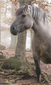 Preview wallpaper horse, stallion, walk, grass, trees, forest