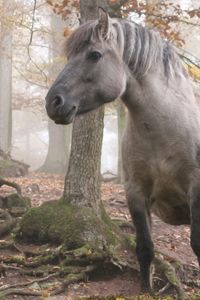 Preview wallpaper horse, stallion, walk, grass, trees, forest