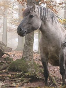 Preview wallpaper horse, stallion, walk, grass, trees, forest