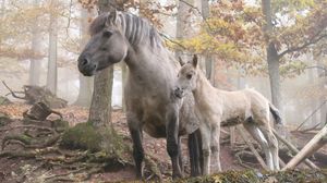 Preview wallpaper horse, stallion, walk, grass, trees, forest