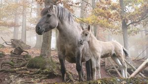 Preview wallpaper horse, stallion, walk, grass, trees, forest