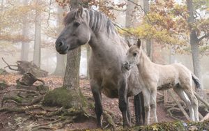 Preview wallpaper horse, stallion, walk, grass, trees, forest