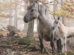 Preview wallpaper horse, stallion, walk, grass, trees, forest