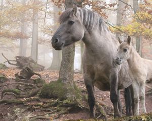 Preview wallpaper horse, stallion, walk, grass, trees, forest