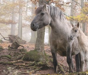 Preview wallpaper horse, stallion, walk, grass, trees, forest