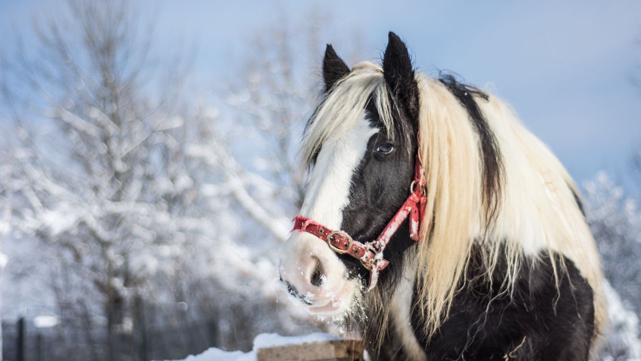 Wallpaper horse, stallion, winter