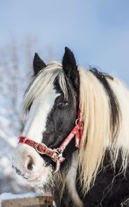 Preview wallpaper horse, stallion, winter