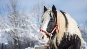 Preview wallpaper horse, stallion, winter