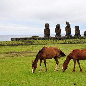 Preview wallpaper horse, statues, grass, field, food