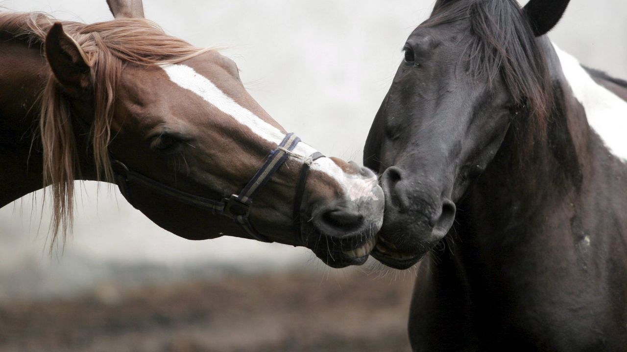 Wallpaper horse, steam, care, affection, kissing, head, mane