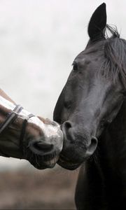 Preview wallpaper horse, steam, care, affection, kissing, head, mane