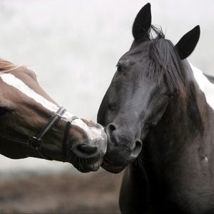 Preview wallpaper horse, steam, care, affection, kissing, head, mane