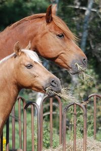 Preview wallpaper horse, steam, food, fence